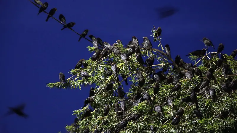 Pájaros negros invaden los cielos